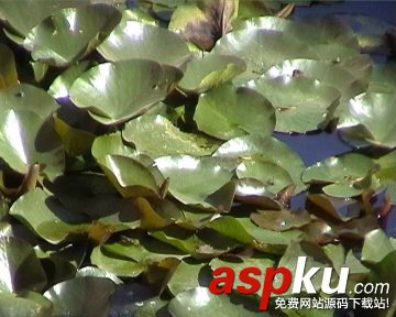 數(shù)碼攝像中級技巧-對焦技術(shù) 數(shù)碼攝像,對焦,技巧