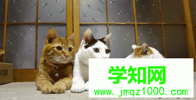 電腦中如何壓縮gif動圖 電腦中如何壓縮gif動圖