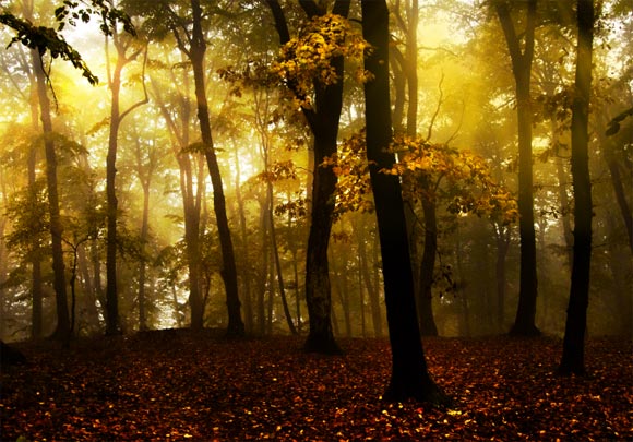 Photoshop給樹林圖片加上高清的投射光束