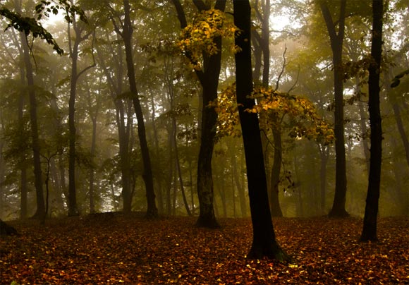 Photoshop給樹林圖片加上高清的投射光束