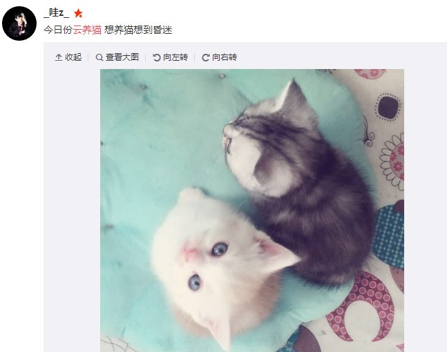 有沒有云養(yǎng)貓app下載貓咪