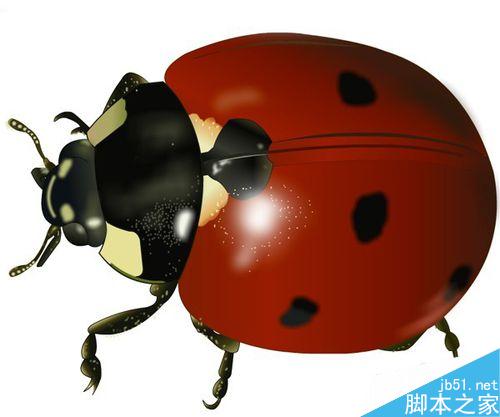 FLASH繪制一只小瓢蟲
