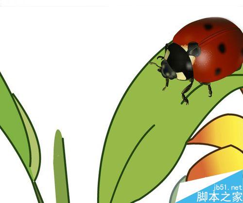 FLASH繪制一只小瓢蟲