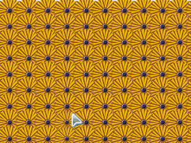 flash腳本ROLL運用實例――她在叢中笑