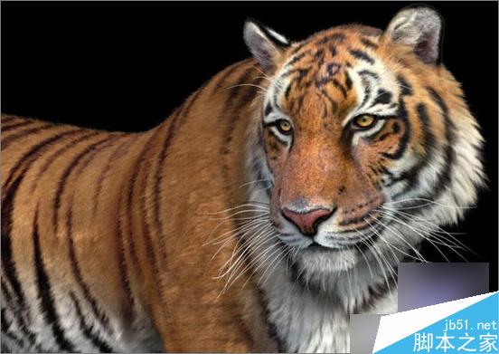 3dsmax制作超逼真的老虎 武林網 3dsmax教程