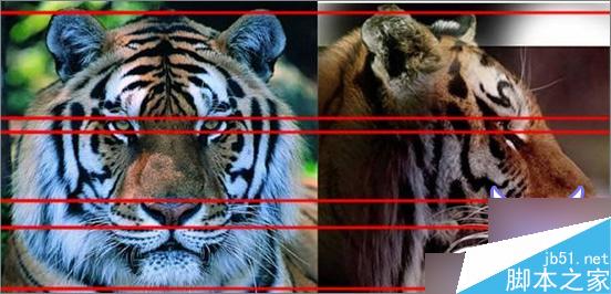 3dsmax制作超逼真的老虎 武林網 3dsmax教程