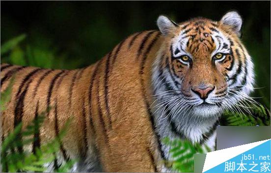 3dsmax制作超逼真的老虎 武林網 3dsmax教程