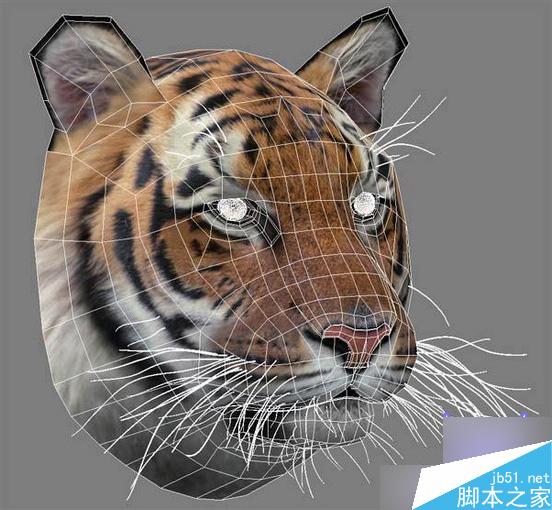 3dsmax制作超逼真的老虎 武林網 3dsmax教程