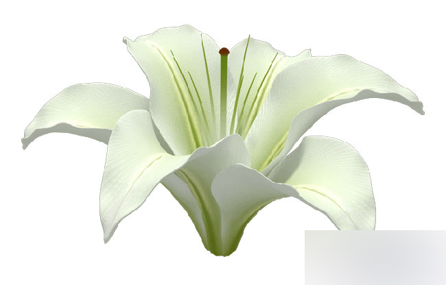 3dmax制作純潔百合花 武林網 3dmax教程