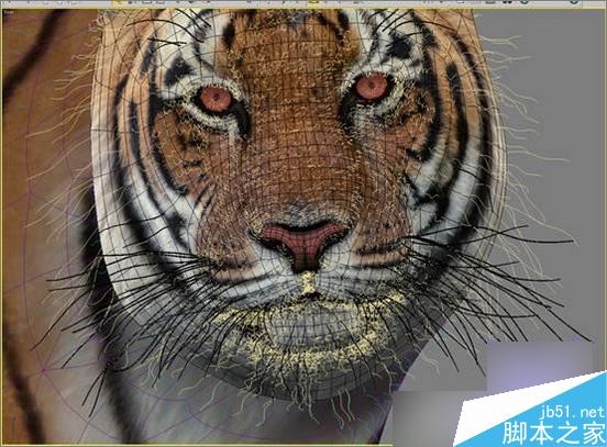 3dsmax制作超逼真的老虎 武林網 3dsmax教程