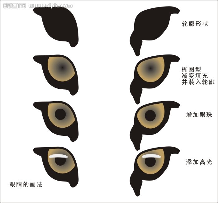 CDR繪制可愛的幼虎 武林網 CDR實例教程