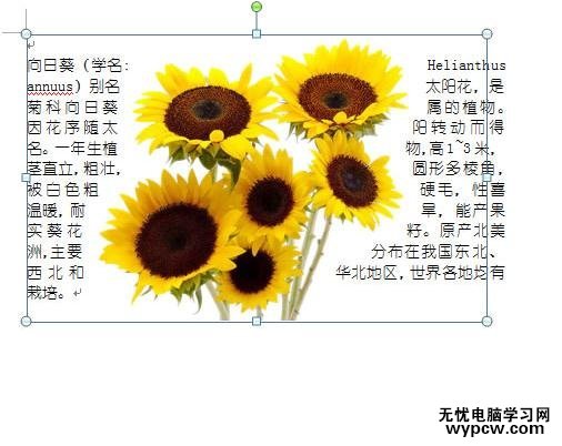 word2007圖片緊密環繞文字的兩種技巧