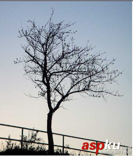 枝葉,樹木,摳圖