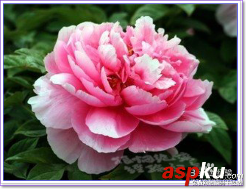 PS怎么用通道摳圖,ps通道摳圖方法