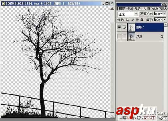 枝葉,樹木,摳圖