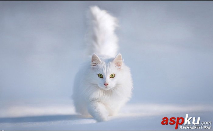 貓,快速蒙版,調整邊緣