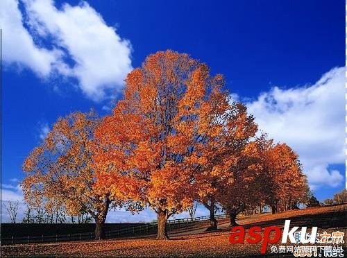 photoshop,繁密樹枝摳圖