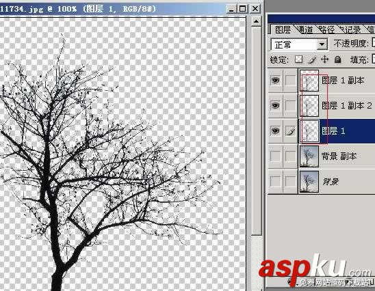 枝葉,樹木,摳圖