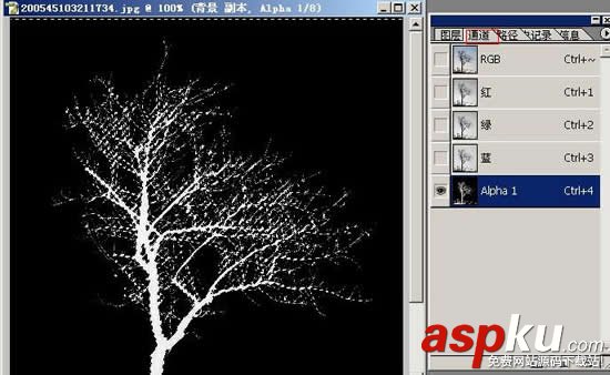 枝葉,樹木,摳圖