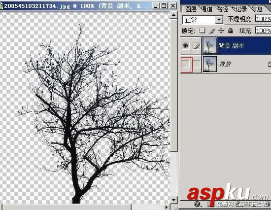 枝葉,樹木,摳圖
