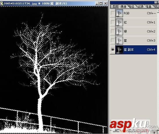 枝葉,樹木,摳圖