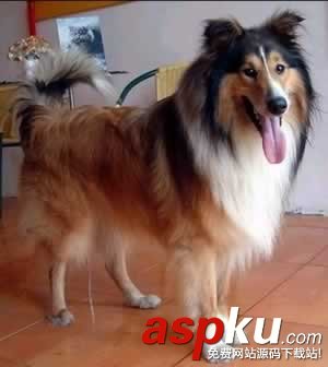 Photoshop摳圖教程,狗狗