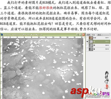 ps大師詳細講解紅花摳圖教程 ps摳圖教程,ps如何摳圖教程,ps怎么摳圖視頻教程