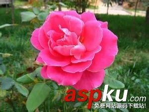 教你用PS刪除圖片背景實(shí)現(xiàn)快速摳圖 PS刪除圖片背景實(shí)現(xiàn)快速摳圖