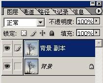枝葉,樹木,摳圖