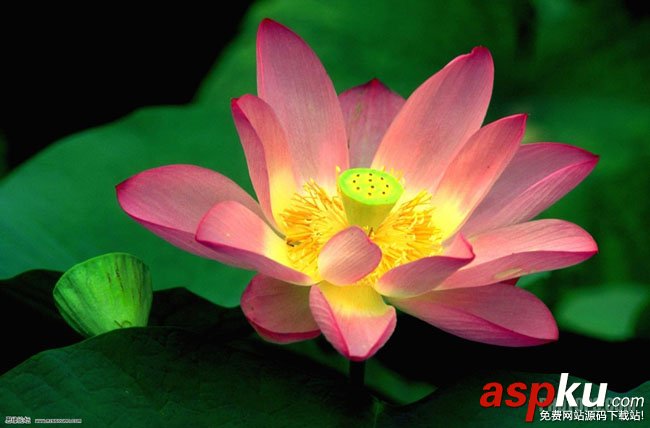 photoshop,Lab,通道,摳圖