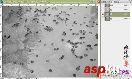 ps大師詳細講解紅花摳圖教程 ps摳圖教程,ps如何摳圖教程,ps怎么摳圖視頻教程