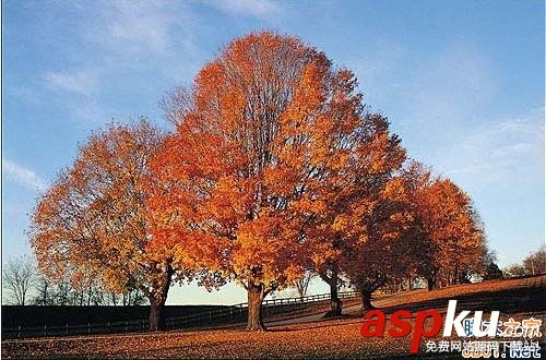 photoshop,繁密樹枝摳圖