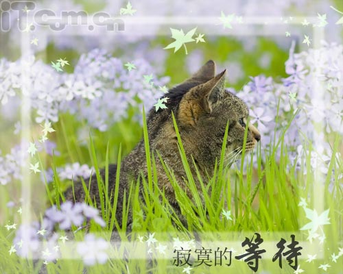 photoshop新手教程：添加相框及簽名