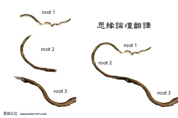 photoshop照片合成:樹妖纏身的女孩_webjx.com