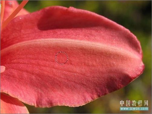 photoshop輕松繪制樹葉上的露珠_網(wǎng)頁設(shè)計webjx.com整理