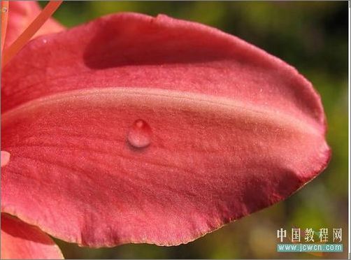 photoshop輕松繪制樹葉上的露珠_網(wǎng)頁設(shè)計webjx.com整理