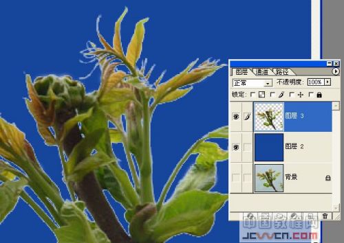 photoshop去邊命令巧除摳圖雜邊_網頁設計webjx.com網絡整理
