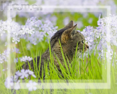 photoshop新手教程：添加相框及簽名