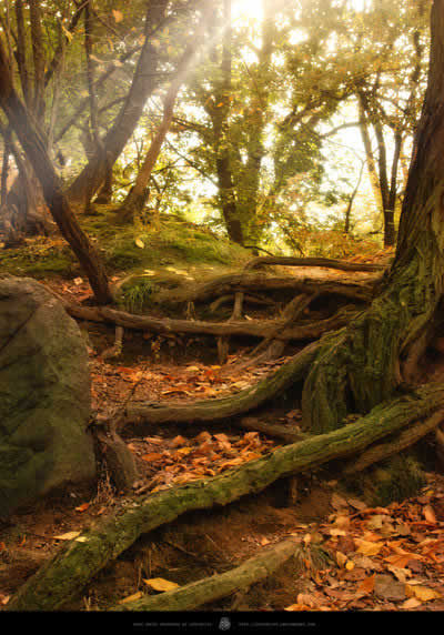 photoshop照片合成:制作奇幻森林場(chǎng)景_網(wǎng)頁(yè)設(shè)計(jì)