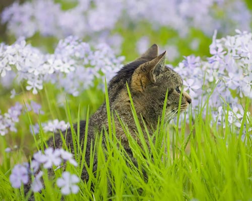 photoshop新手教程：添加相框及簽名