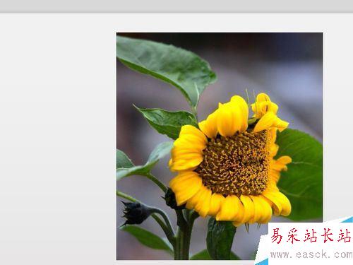 wps2019的PPT文檔怎么由橫向切換成縱向？