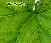 Photoshop教程,水珠,綠葉