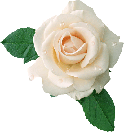 Photoshop教程,水珠,綠葉