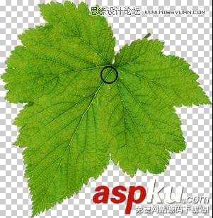 Photoshop教程,水珠,綠葉