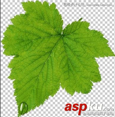 Photoshop教程,水珠,綠葉