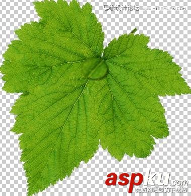 Photoshop教程,水珠,綠葉