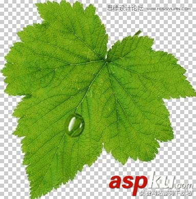 Photoshop教程,水珠,綠葉