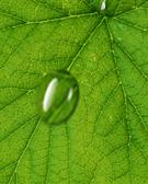 Photoshop教程,水珠,綠葉