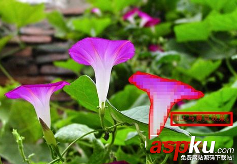 ps怎么給圖片加馬賽克 ps給圖片打馬賽克簡單實用教程 ps,馬賽克,圖片