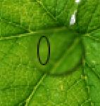 Photoshop教程,水珠,綠葉